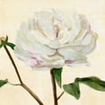 thumbnail image 2 of Warren, Annie 12x12 White Modern Wood Framed Museum Art Print Titled - Peony in Bloom I, 2 of 4
