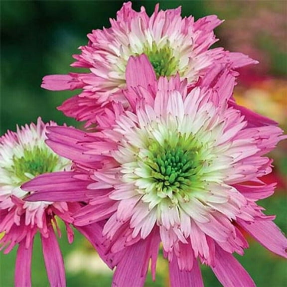 50 Mini Belle Coneflower Seeds Echinacea Perennial Flowers Seed Flower 1355 USA