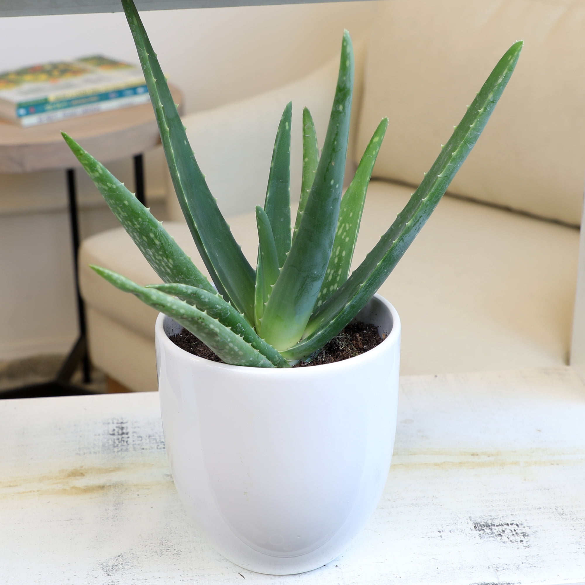 Altman Plants 11" Live Aloe Vera Plants in 3.5" Grower Pots, Easy Succulents (3 Count)