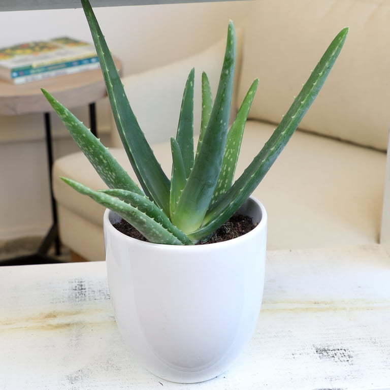 Element Live Plant Aloe Vera Plant in 4in Pot - Walmart.com