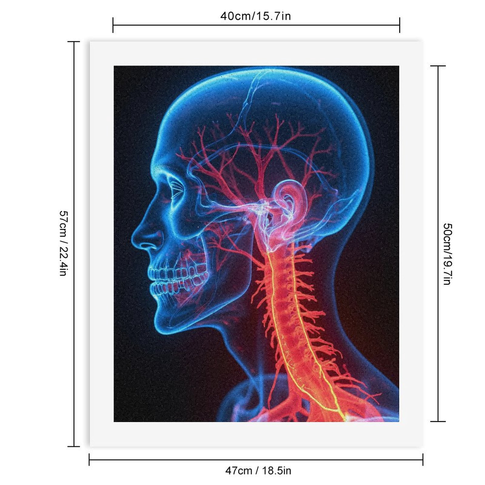 Paint by Numbers Kit for Adults, Human Anatomy Brain Nerve System Paint by Numbers, Easy Paint by Numbers Kit for Adults Beginner, DIY Adult Paint by Number Kits on Canvas, Home Decor