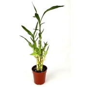 Lucky Bamboo Good Luck and Wealth House Plants, 4 pot