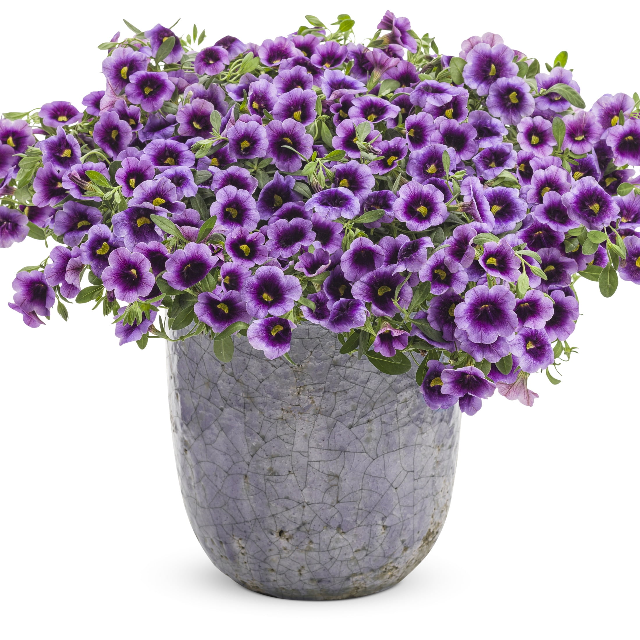 Proven Winners 4" Purple Superbells Blue Moon Punch Calibrachoa Live Plant in 4.25" Pot (4 Count)