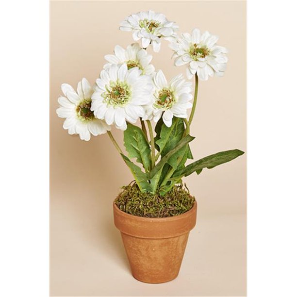 Harvest of Barnstable SGYGD White Gerbera Daisies in Clay Pot 11 inch