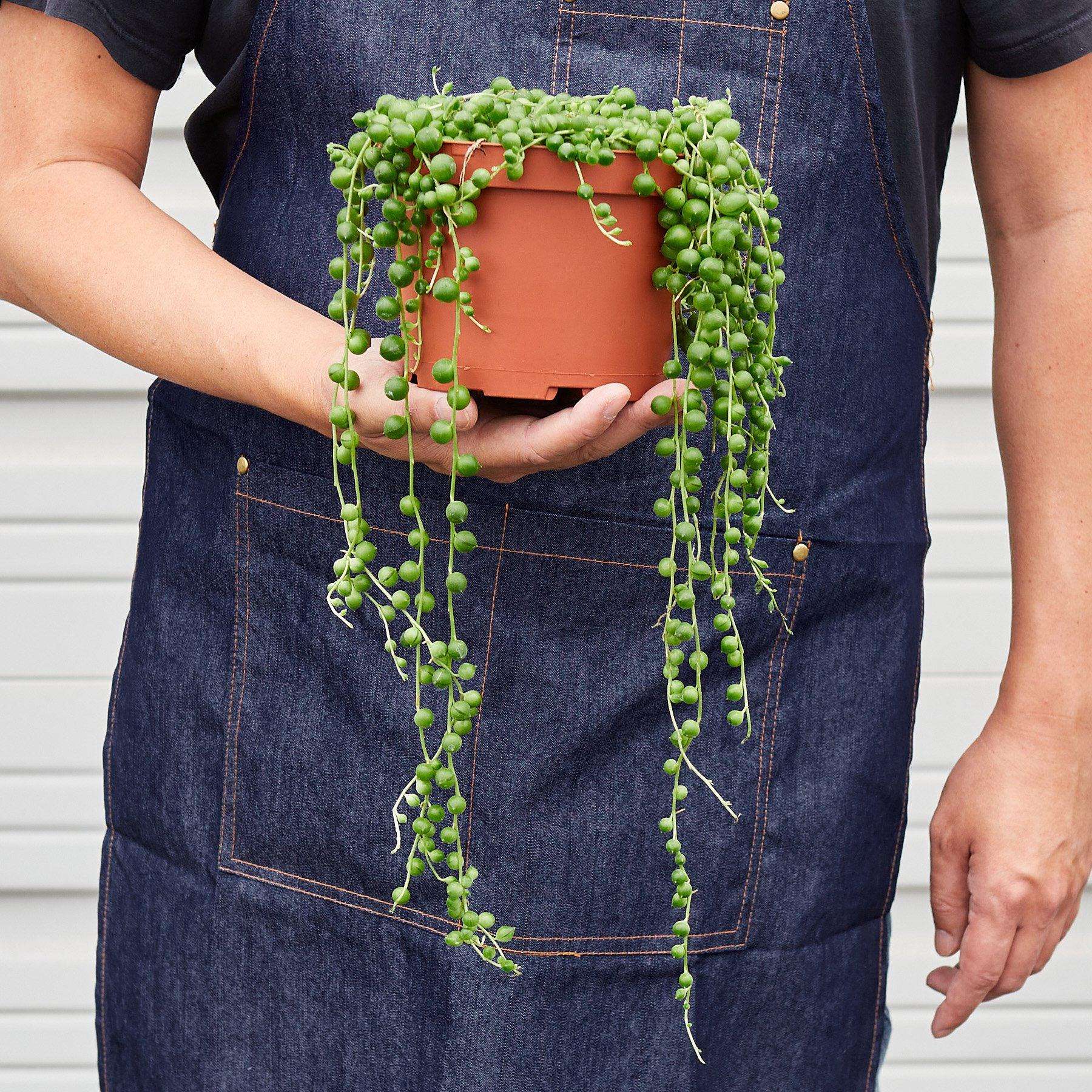 Succulent String of Pearls Live Plant for Indoor | Different Houseplants in 4'' & 6'' Pot | Real House Plant for Living Room, Office, Desk & Bathroom | Senecio rowleyanus