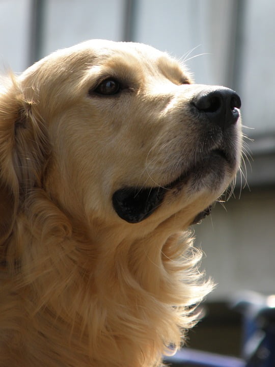 golden retriever muzzle