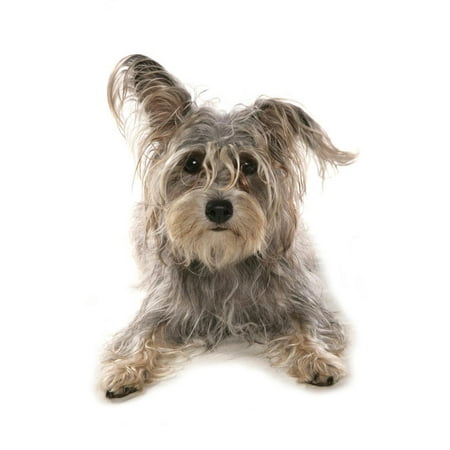 - Domestic Dog, Terrier cross mongrel, adult, laying Print Wall Art By Chris Brignell