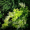thumbnail image 3 of Chardonnay Pearls Deutzia – Live Flowering Shrub – 3 Gallon Pot – Full Sun, 3 of 5