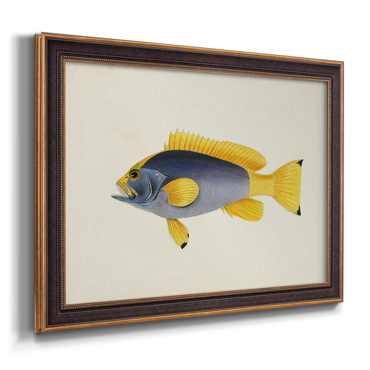 Tropical Fish Collection V Premium Framed Canvas- Ready to Hang