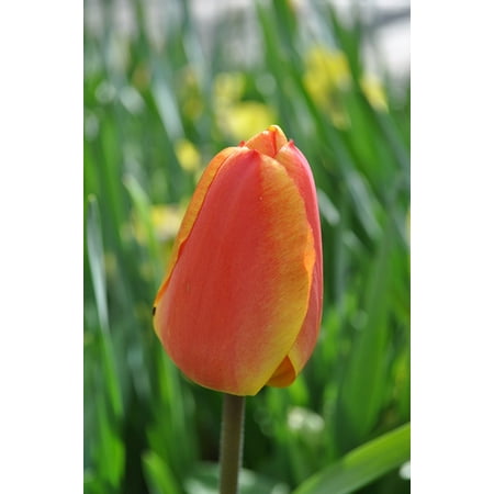 Perennial Tulip Collection LAMINATED POSTER Tulips Tulip Holland Flower Flowers Perennial Poster Print 24 x 36 ()