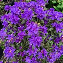Starry Night Rhododendron-Evergreen Shrub-Ideal for Woodland Gardens 3 Gallon