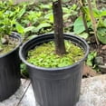 thumbnail image 5 of 1 Gallon Pot Pot With Drain Hole Pot For Cutting Transplanting Home Garden (black), 5 of 5