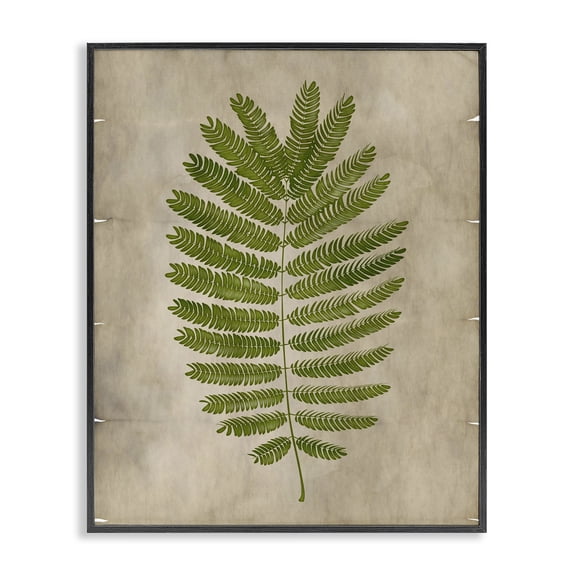 Stupell Industries Cottage Plant Drawing Parchment Green Design Black Framed Giclee Art, 11 x 14, by Ziwei Li