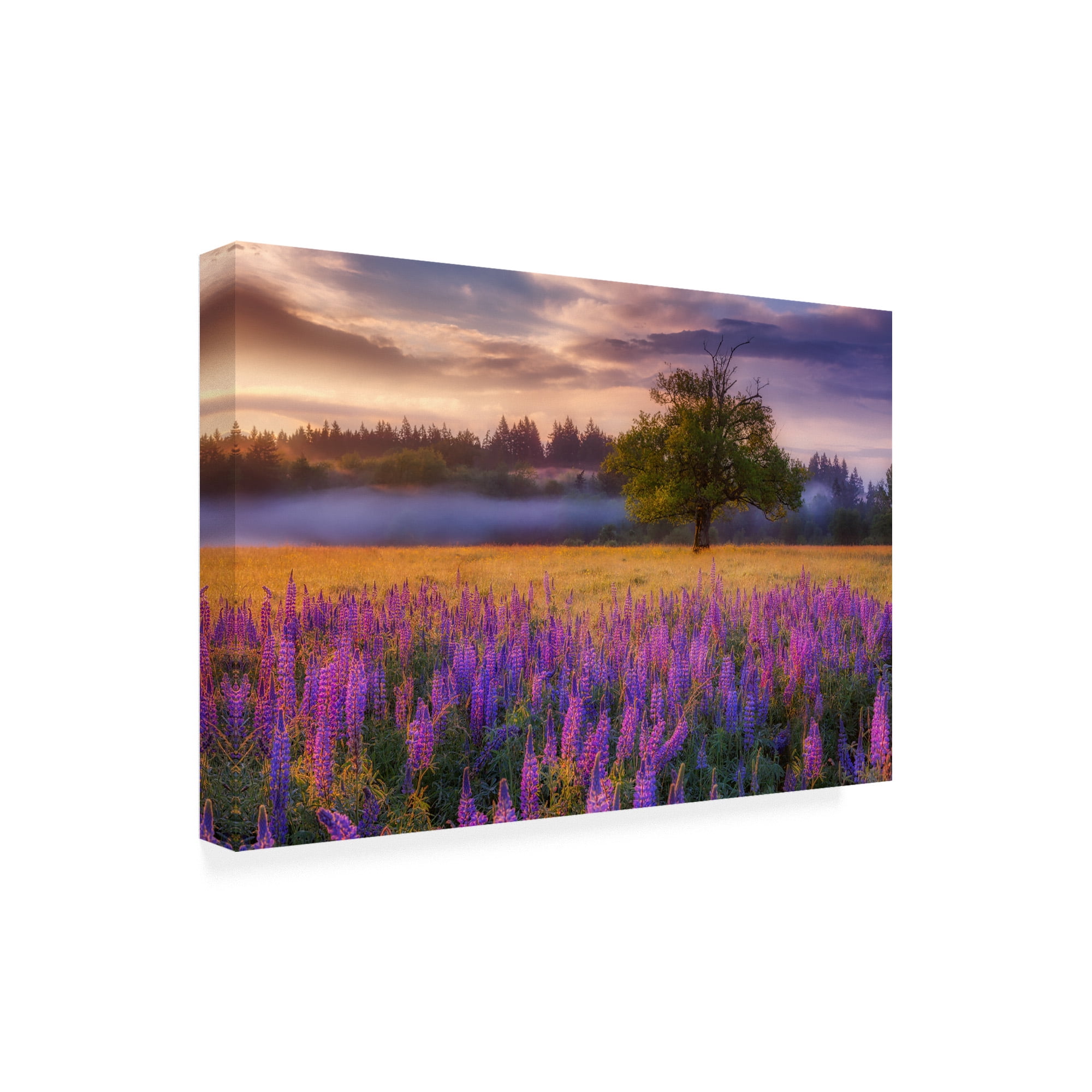 Trademark Fine Art 'Lupine Sunrise' Canvas Art by Darren White Photography