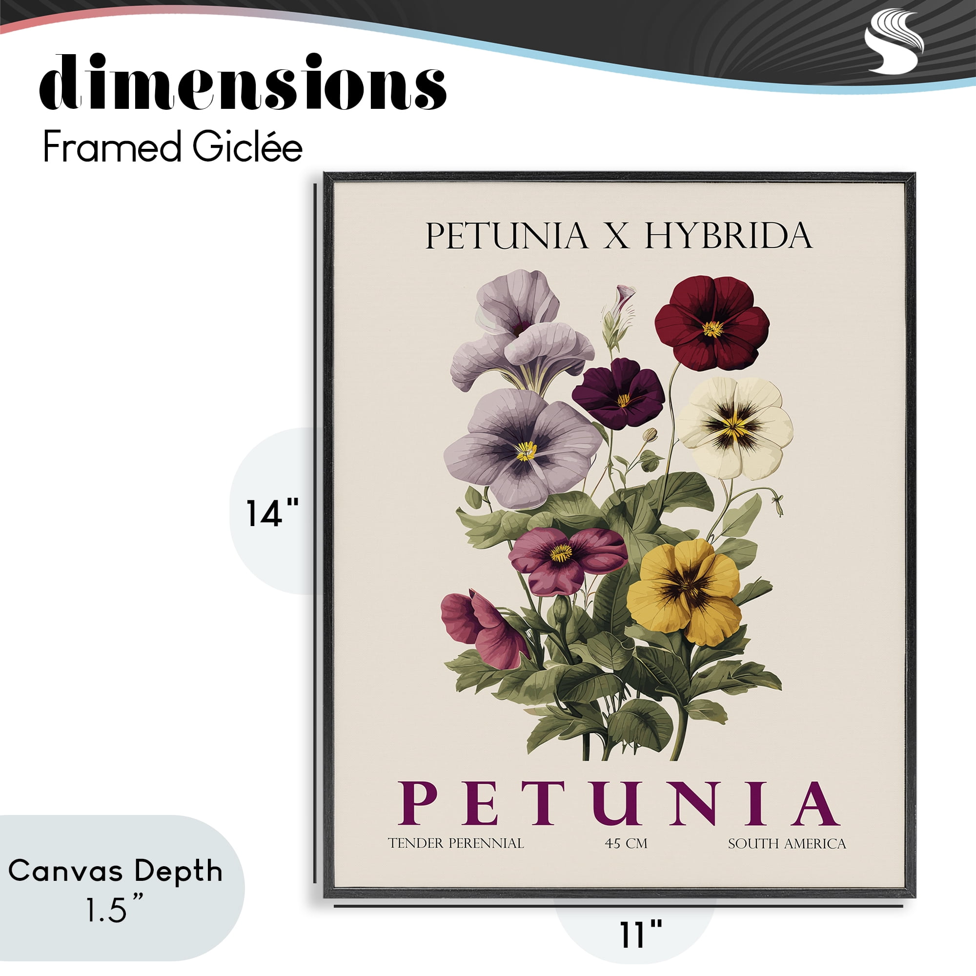 Stupell Industries Natural Petunia Bundle Black Framed Giclee Art, design by Christopher Giampietro