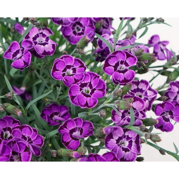 Everlast™ Violet Blue Pinks