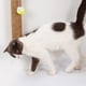 thumbnail image 5 of Rascador montado en la pared con el juguete de bola colgante Gato rascador Gato escalada Juguet Irfora Rascador montado en la pared, 5 of 7