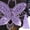 Purple-PP Home Decor, variant on karymi Wisteria Flower Vines Garland Artificial Flower Strings Fake Hanging Flowers Silk Wisteria Garland Flowers Flower Vines for Wedding Garden Christmas Bouquet Christmas Ornaments Winter Savings