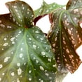 thumbnail image 4 of Harmony Foliage Harmony's Silver Eagle Angel Wing Cane Begonia 4 inch, 4 of 8