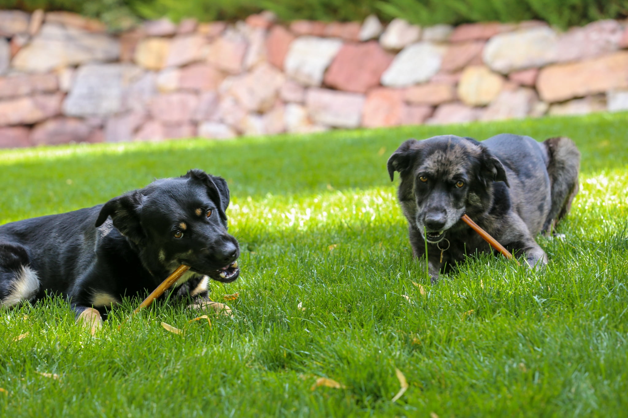 Jumbo Bully Sticks 12" Free Range, Grass Fed