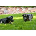 thumbnail image 4 of Jumbo Bully Sticks 12" Free Range, Grass Fed, 4 of 6