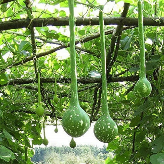 Dipper Gourd Seeds - 100 Count Seed Pack - Non-GMO - a Species of Hard-shelled Gourd Grown for The Ornamental Value of its Fruit. - Country Creek Acres