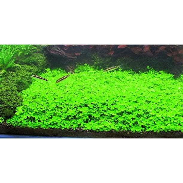 Van toepassing zijn rook informatie Montecarlo on 5 x 3 mat - Easy Foreground Carpet Aquarium Plant - Walmart.com Van toepassing zijn rook informatie Montecarlo on 5 x 3 mat - Easy Foreground Carpet Aquarium Plant - Walmart.com
