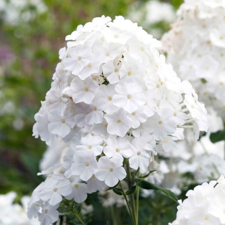 Phlox Roots - David - 6 Roots - White Flower Bulbs, Root Attracts Bees, Attracts Butterflies, Attracts Hummingbirds, Attracts Pollinators, Easy to Grow & Maintain, Fragrant, Container Garden