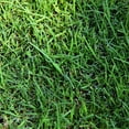 Pennington Bermudagrass Grass Seed, for Full Sun, 15 lb.