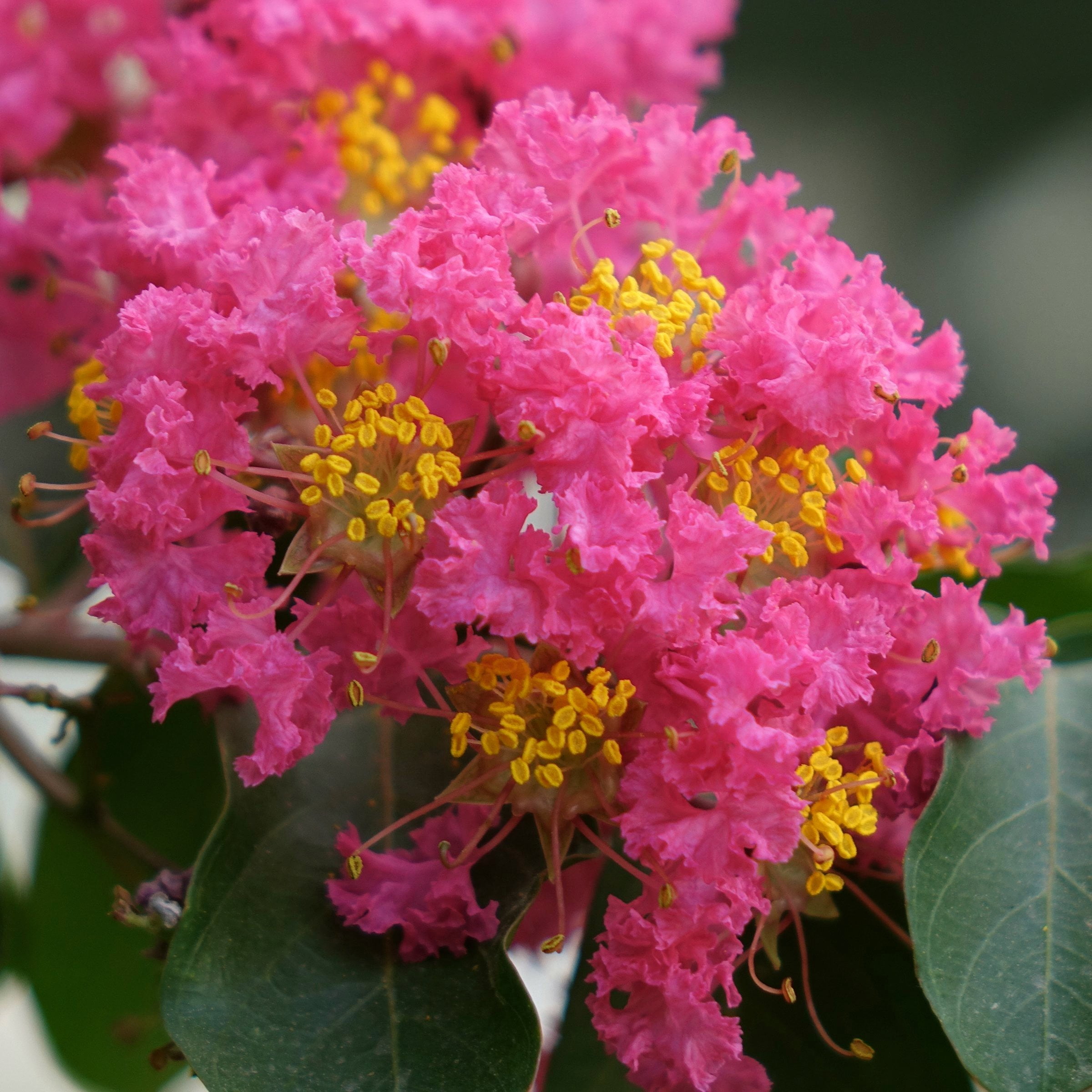 National Plant Network 3 gal Crape Myrtle Miami Live Shrub with Pink Flowers Full Sun