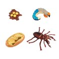 thumbnail image 1 of Maoww Animal Growth Cycle Toy Plastic Simulated Children Life Cycle Set Kid Educational Tool Kit, Animal 4, 1 of 9