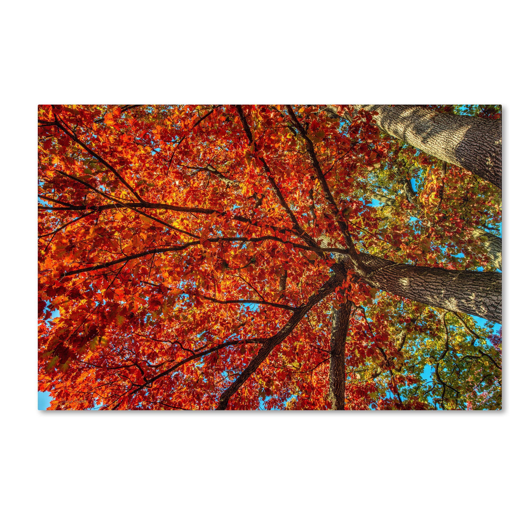 Trademark Fine Art "New York Fall-II" Canvas Art by David Ayash