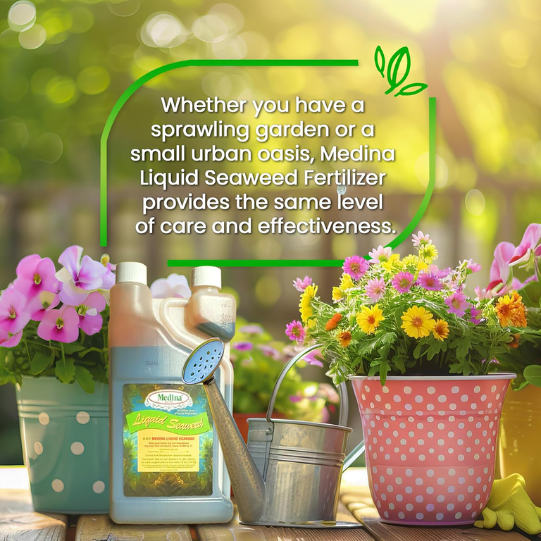 Medina, Liquid Seaweed Fertilizer, 128 fl oz Jug, Natural Plant