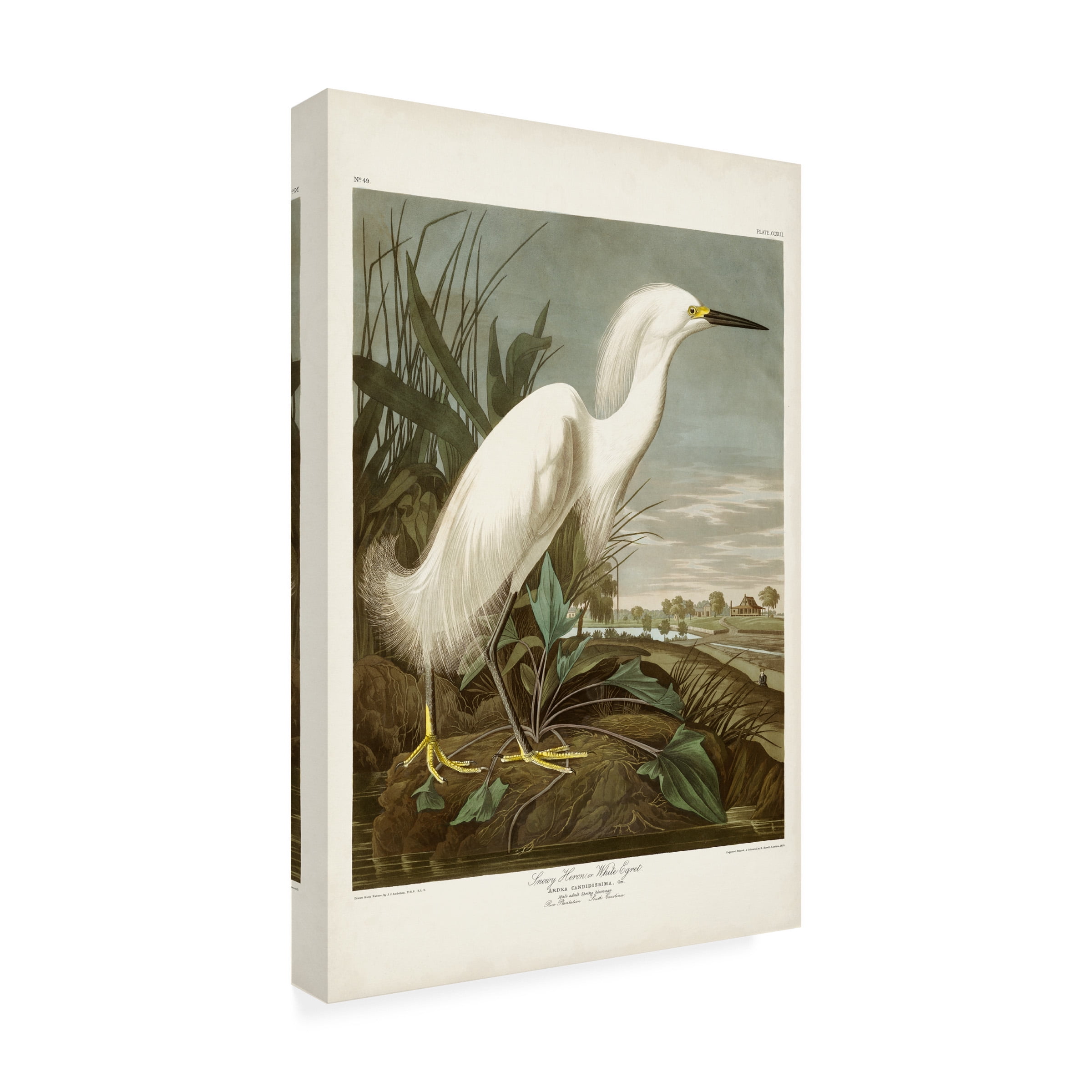 John James Audubon 'Snowy Heron' Canvas Art