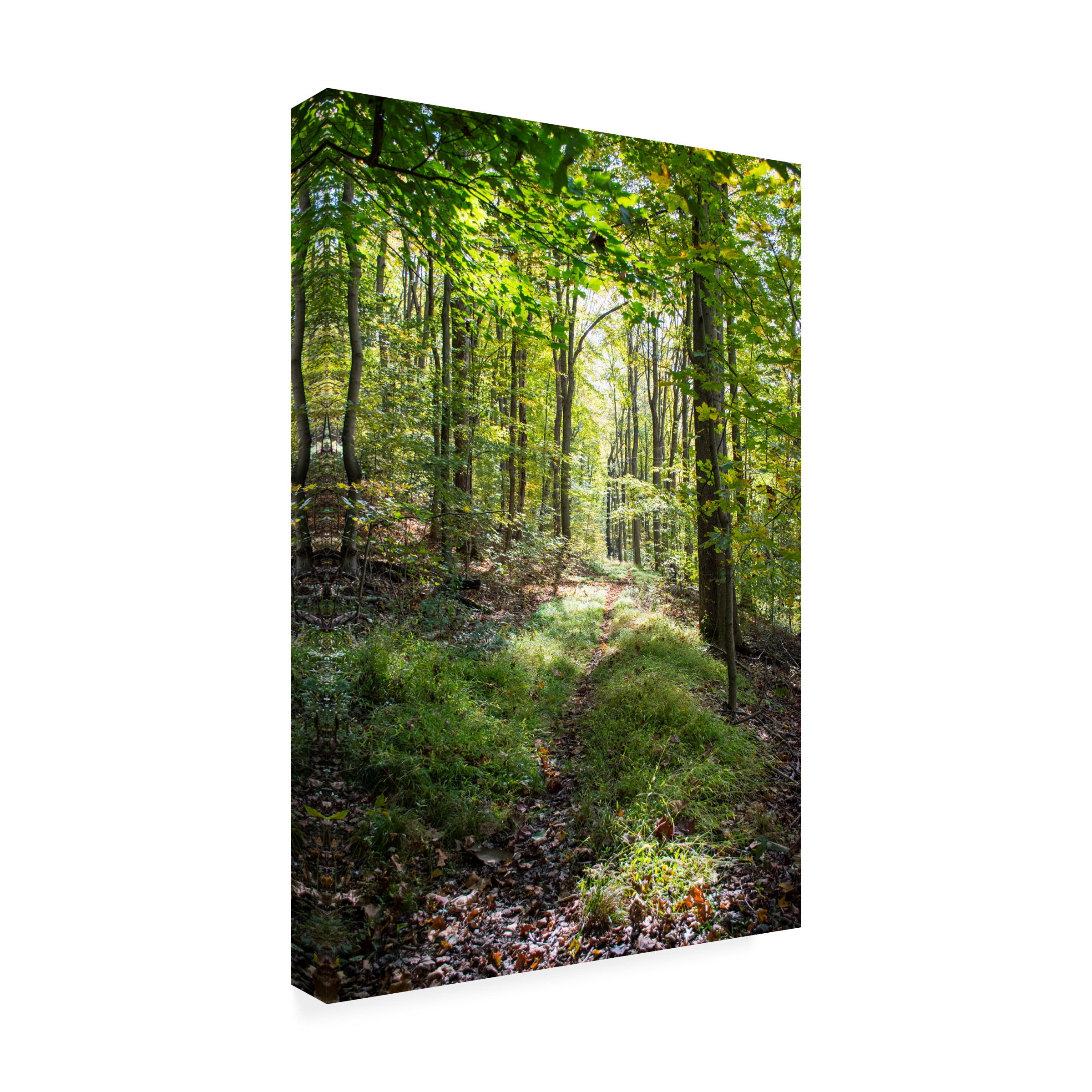 Robert Michaud 'Forest PA 2' Canvas Art