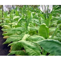 1000 L'Assomption Tobacco Seeds ~ Filler Type Heirloom Non-GMO Nicotiana Tabacum
