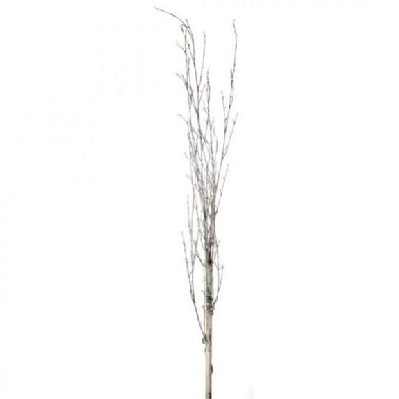 MDR Trading Inc. CM-RT370WH_Q01 Faux Iced Birch Branch Faux Plants And Trees