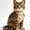 CB-3, variant on Cat Building Block Set,Realistic Pet Cat Mini Bricks Model Kit,Cat Micro Building Blocks,Creative Pet Display Decor Gift for Cat Lovers
