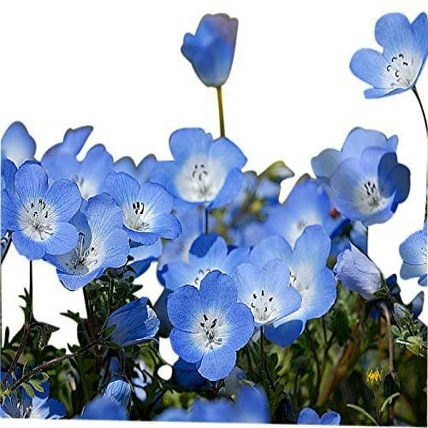 1 500 Baby Blue Eyes Wildflower Seeds California Native Wildflower Nemophila Menziesii Seed Walmart Com