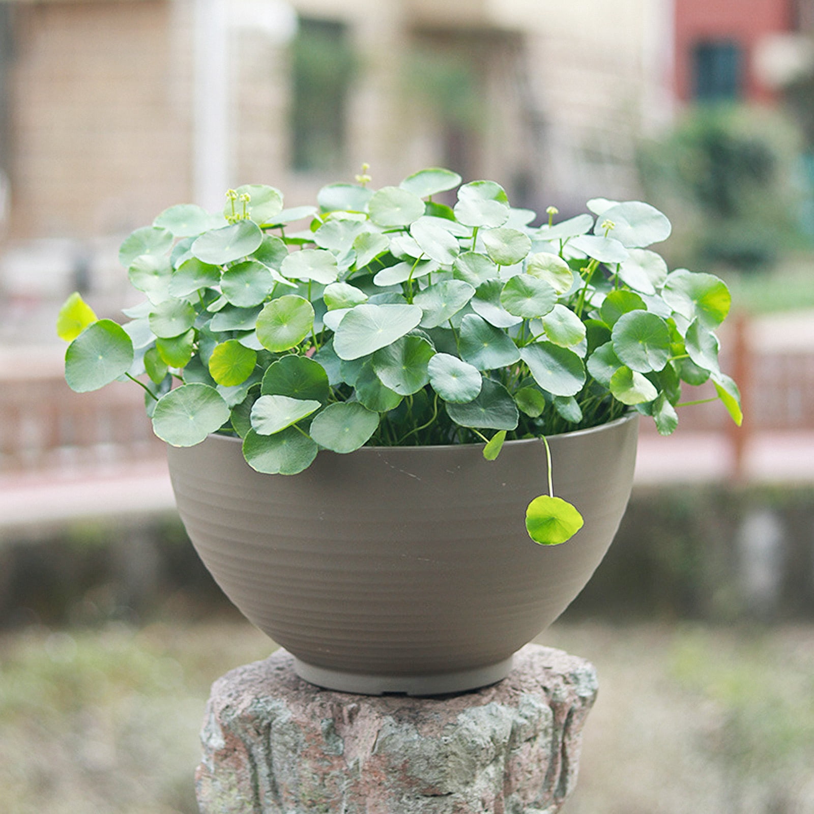 LOLIPPYY 1Pc Khaki Resin Planter Flower Pot with Fine Workmanship for Succulents and Decorative Use