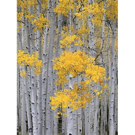 Aspen Grove Fine Art Aspen Grove on Fish Lake Plateau, Fishlake National Forest, Utah, USA Forest Tree Photography Print Wall Art By Scott T. Smith ()