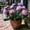 F, variant on Peony, Low Maintenance - Easy Grow - Ideal for Beds Borders, Plant Pots & Planters