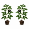 thumbnail image 2 of Triple Crown Blackberry Starter Plants - Set of 2, Thornless Berry Bush, Full Sun, USDA Zones 5 to 9, Ships Bare Root, No Pot, 2 of 8