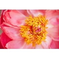 thumbnail image 2 of Millet, Karyn 18x13 White Modern Wood Framed Museum Art Print Titled - Pink Peony VI, 2 of 4