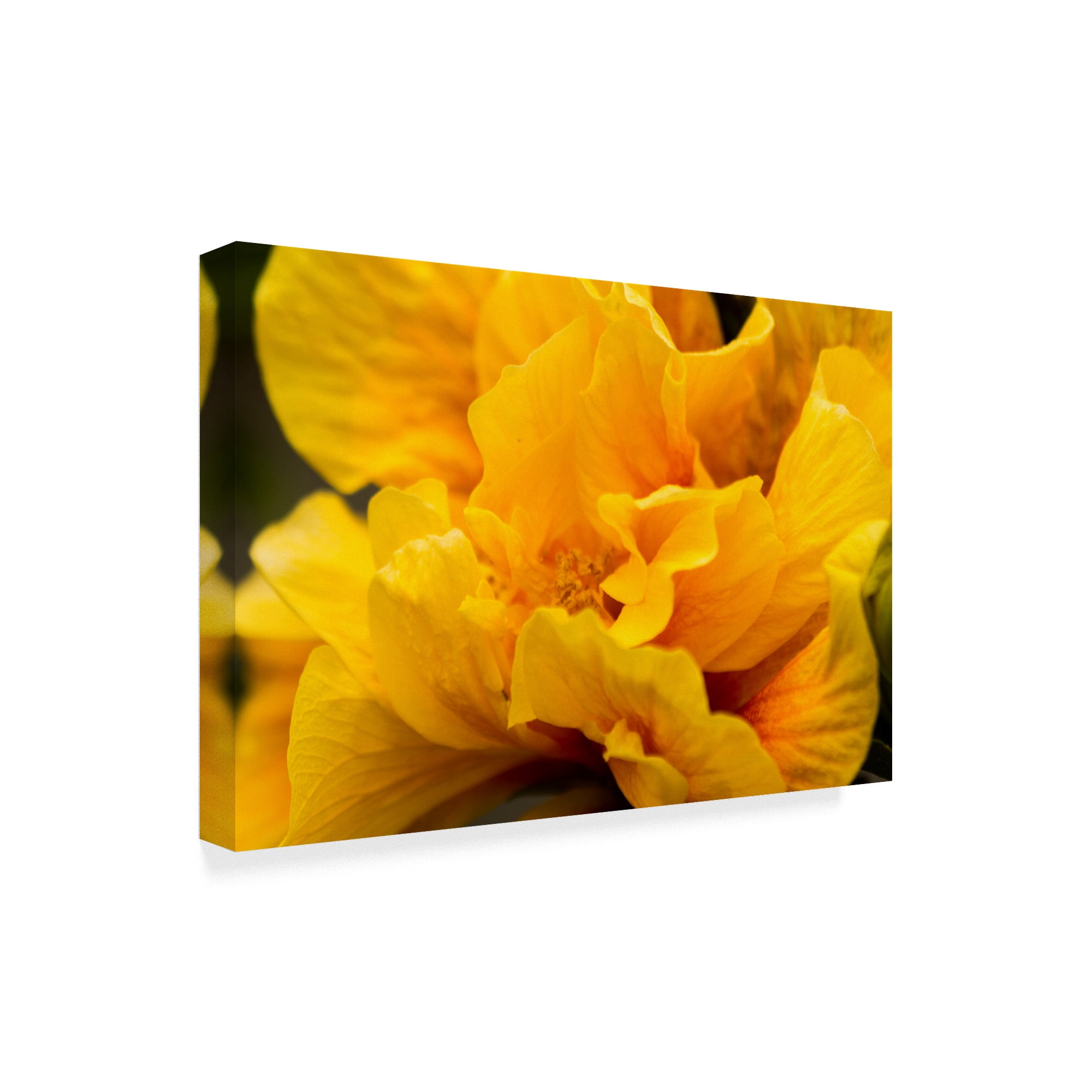 Trademark Fine Art 'Hibiscus Folds' Canvas Art by Chris Moyer