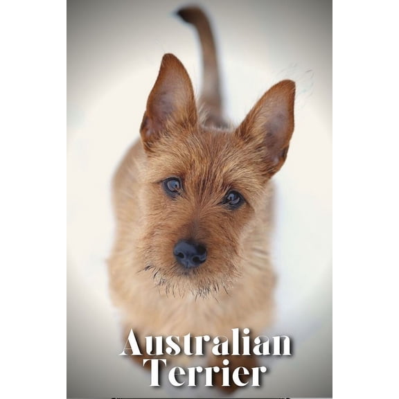 Australian Terrier: Dog breed overview and guide (Paperback)