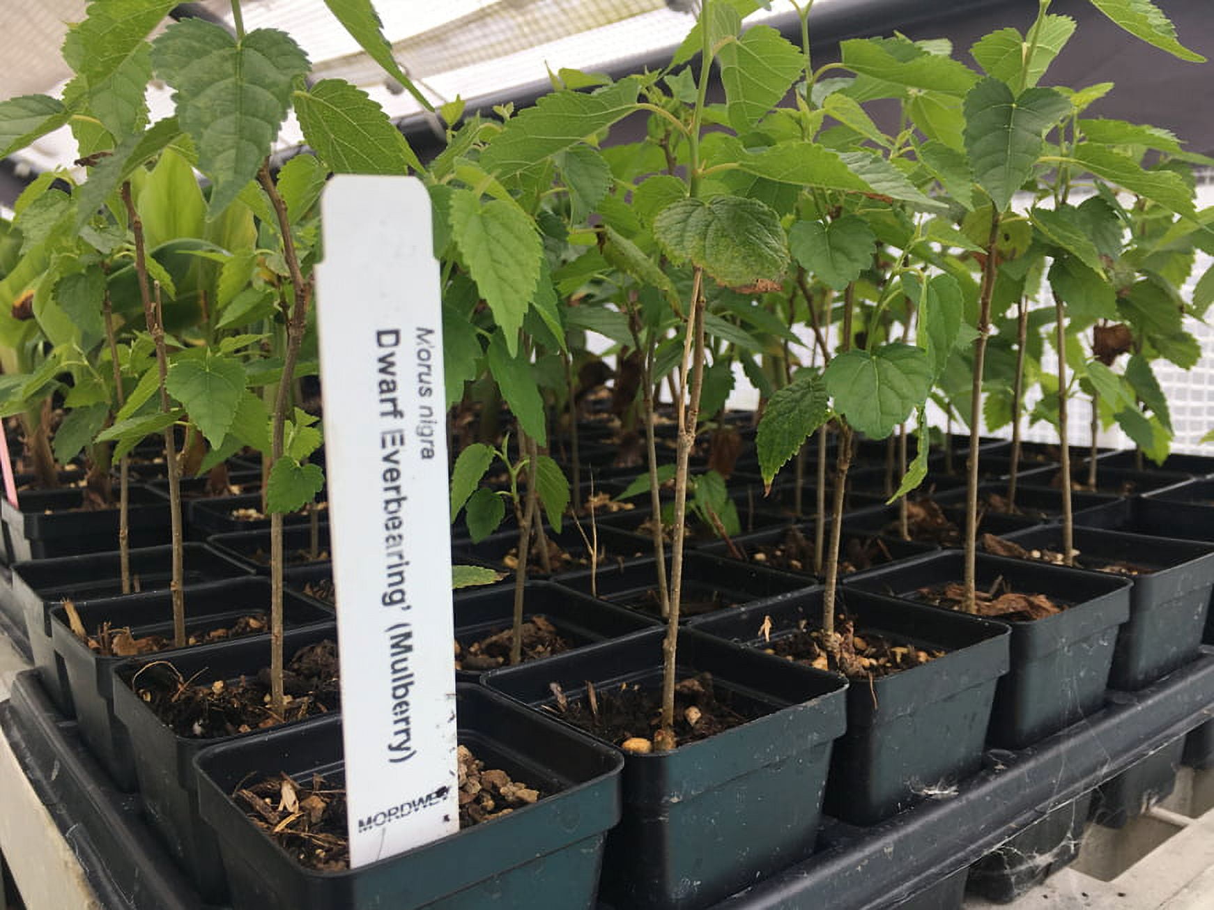 Dwarf Black Mulberry - Everbearing Live Plant Fruit - Morus Nigra