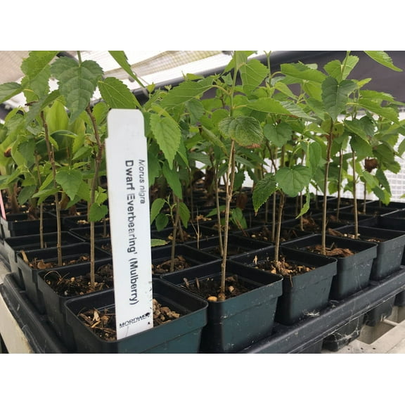 Eveline Cosmetics Dwarf Everbearing Mulberry Tree Live Plants in 6" Grower Pots, Edible Fruit