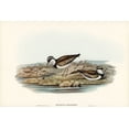 thumbnail image 2 of Gould, John 18x13 White Modern Wood Framed Museum Art Print Titled - Black-fronted Dottrel-Hiaticula nigrifrons, 2 of 4