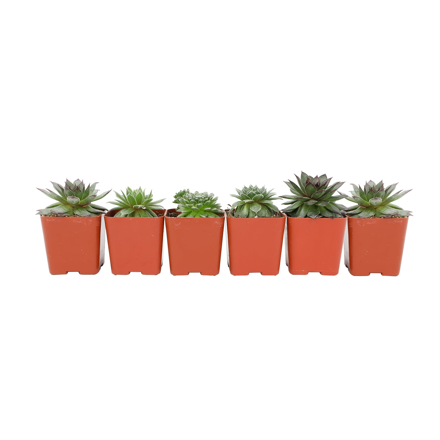Element by Altman Plants Pet Safe Live Succulent Plants (5 + 1 Free Plant) - 2 in. Pots